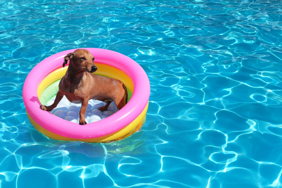 dog having fun in the water