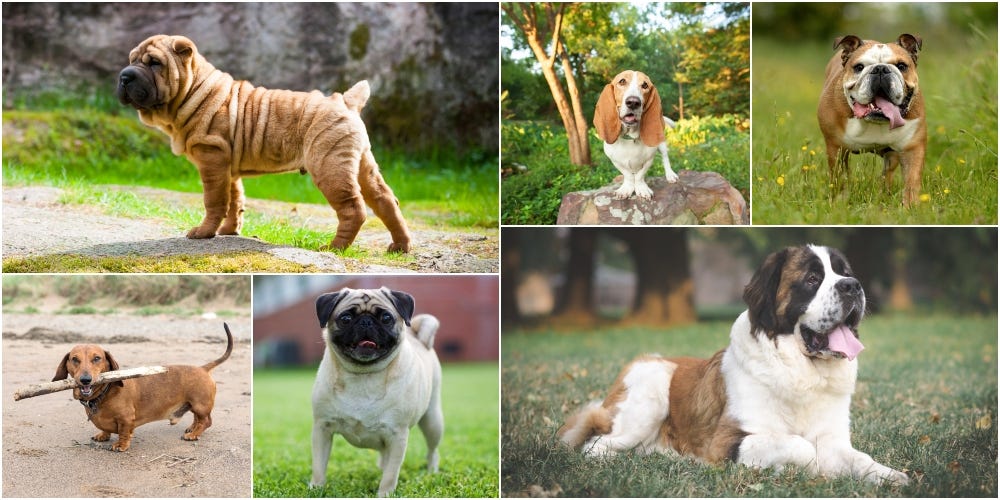 11 Dog Types Most At Risk Of Serious Health Problems, According To The ...