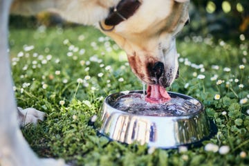 thirsty dog in hot summer day labrador retriever drinking water from metal bowl