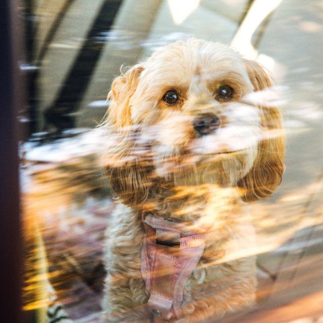 can you legally smash a car window to save a dog on a hot day