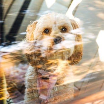 can you legally smash a car window to save a dog on a hot day