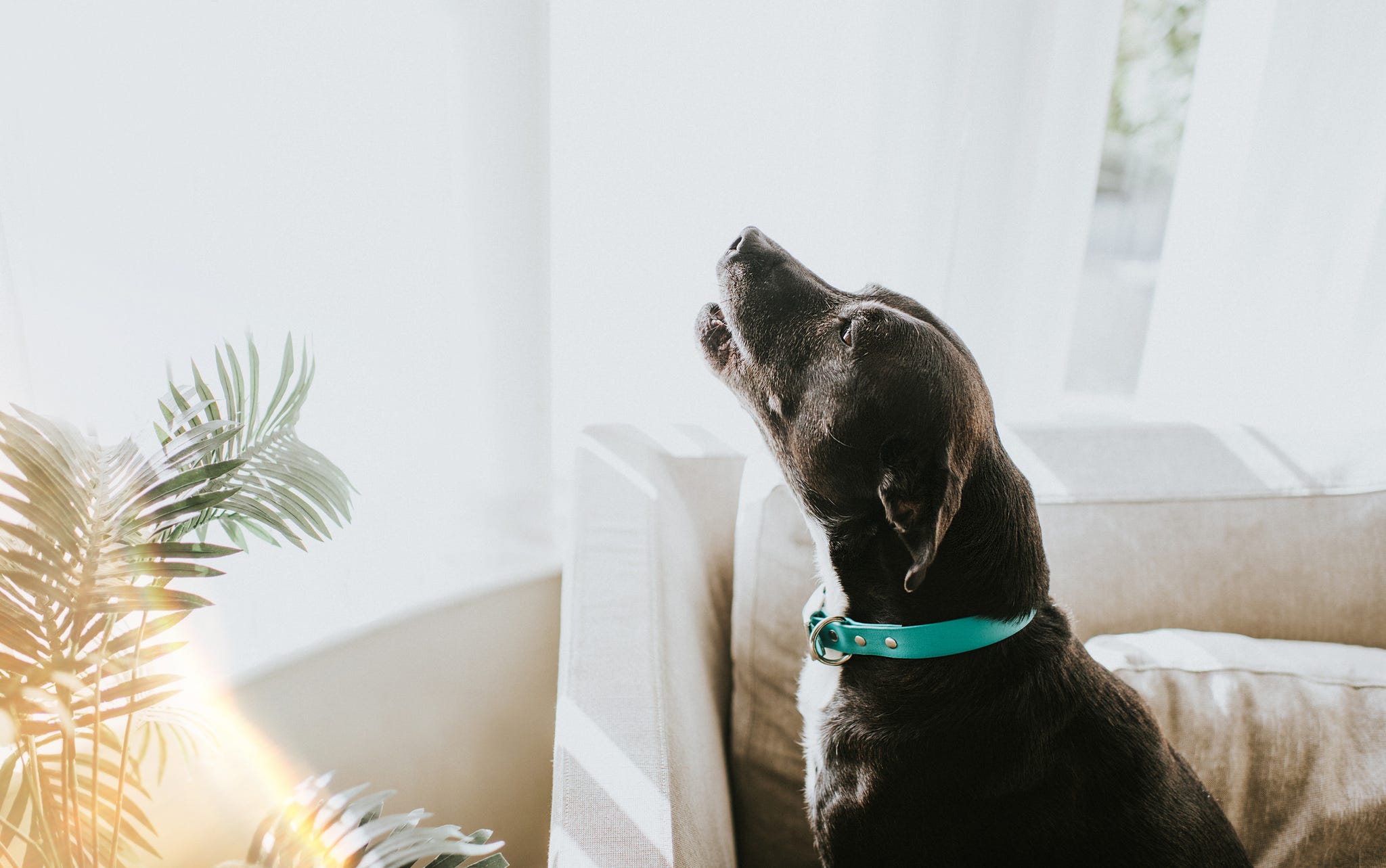 Dog constantly sale howling