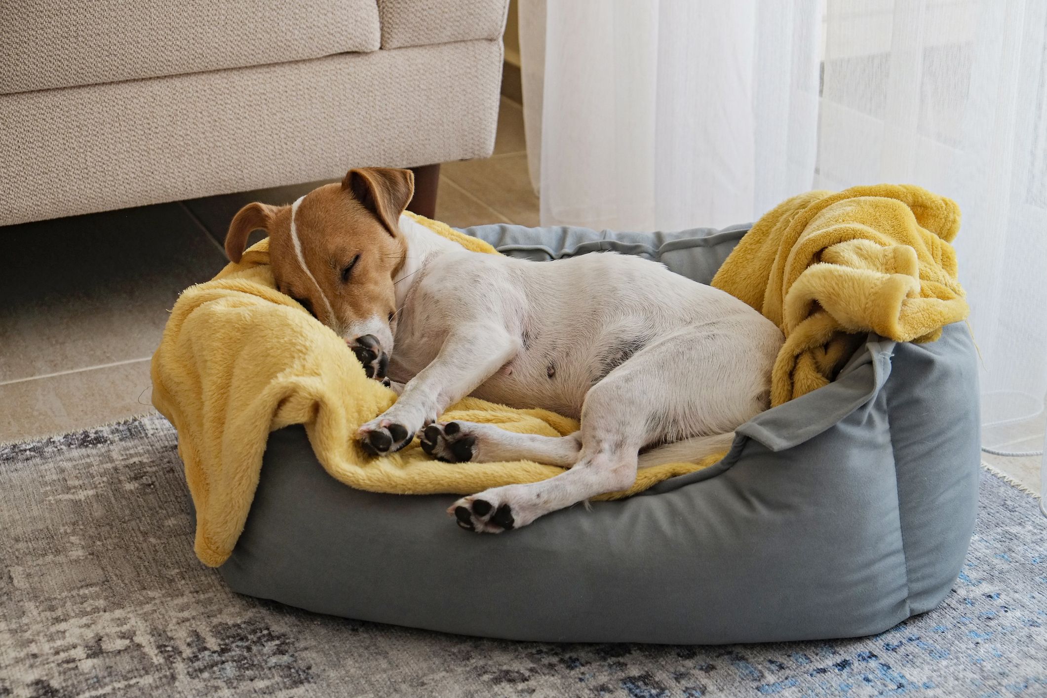 Best dog beds store for jack russells