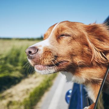 dog travel by car nova scotia duck tolling retriever enjoying road trip