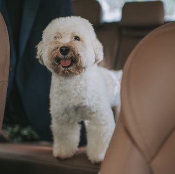 toy poodle at car steering wheel