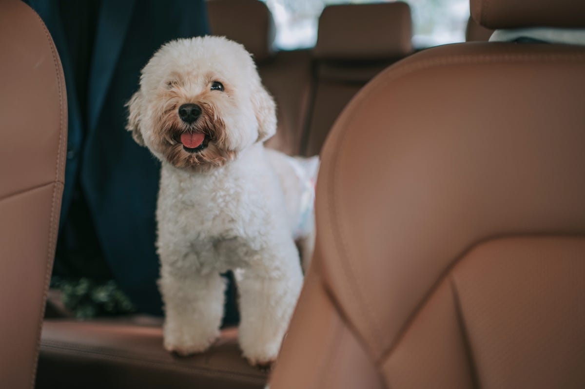 Top 10 Dog Breeds That Love Long Car Rides