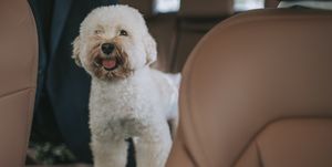 las mejores razas de perro para viajar en coche