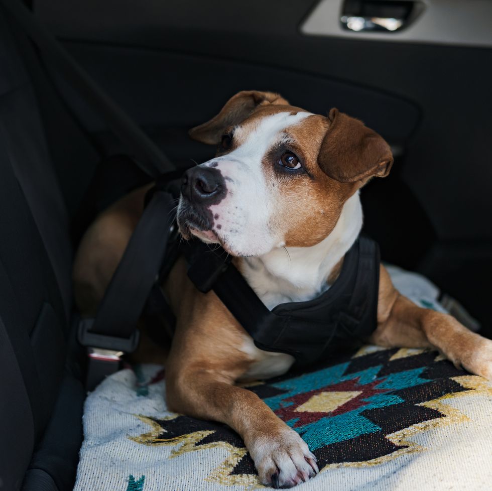 dog wearing protective harness buckled to a car safety belt safe travelling or commuting by car with pets