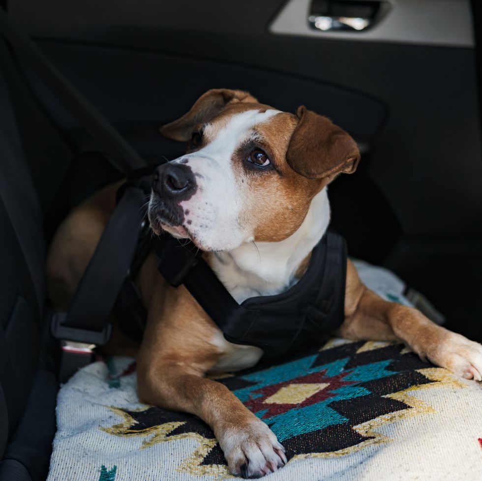 dog wearing protective harness buckled to a car safety belt safe travelling or commuting by car with pets