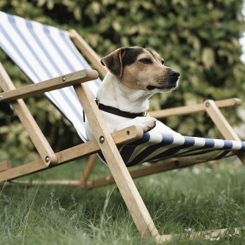 jack russell terrier dog lying in deck chair