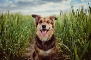 dog in cornfield