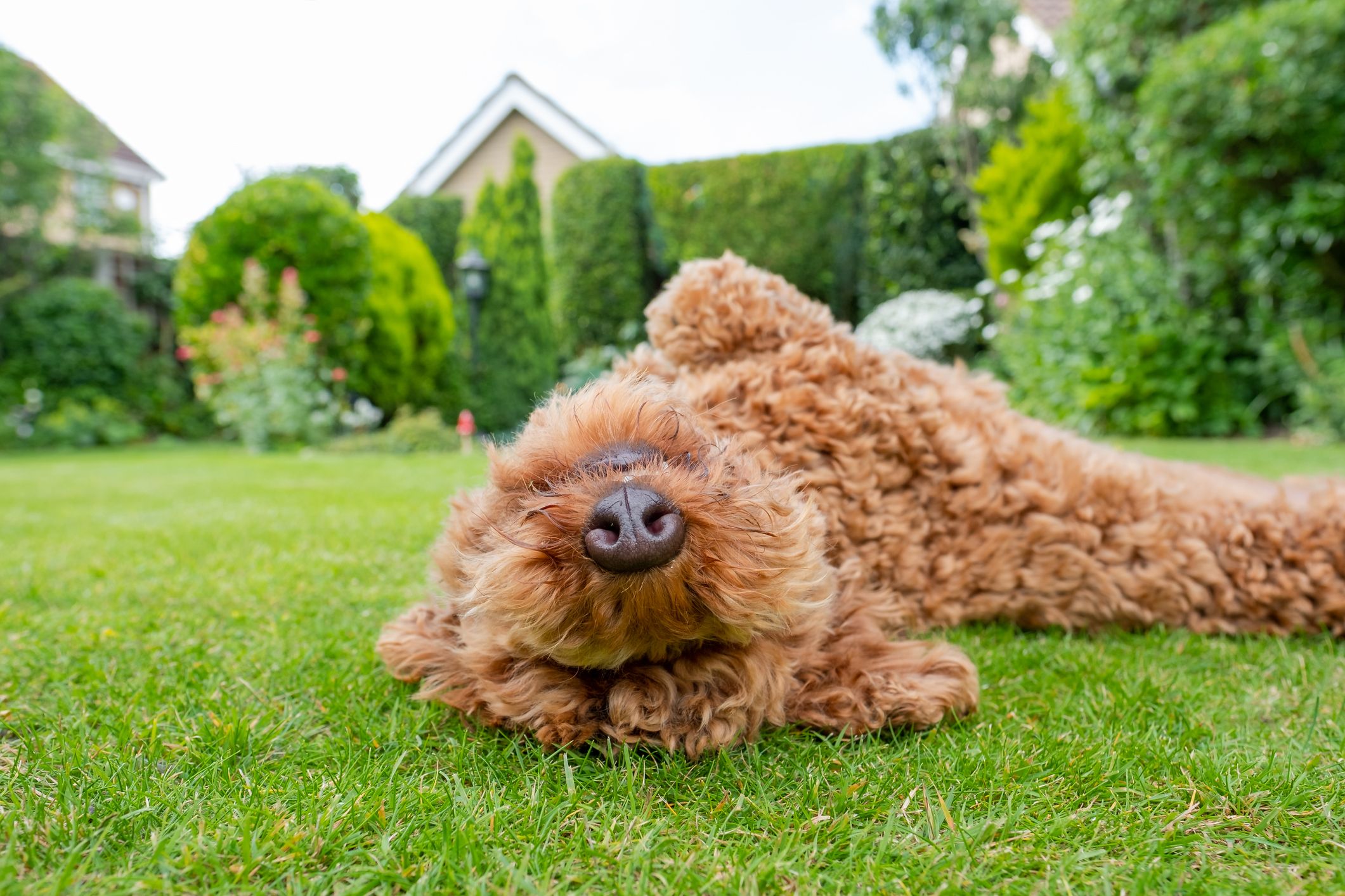 Urgent Bird Food Warning Dog Owners Need To Know