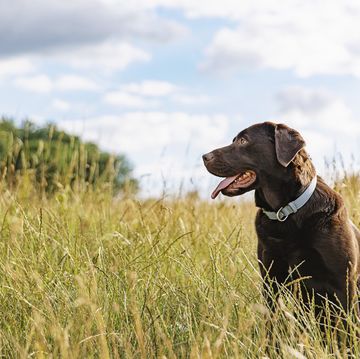 a dog sitting in a field