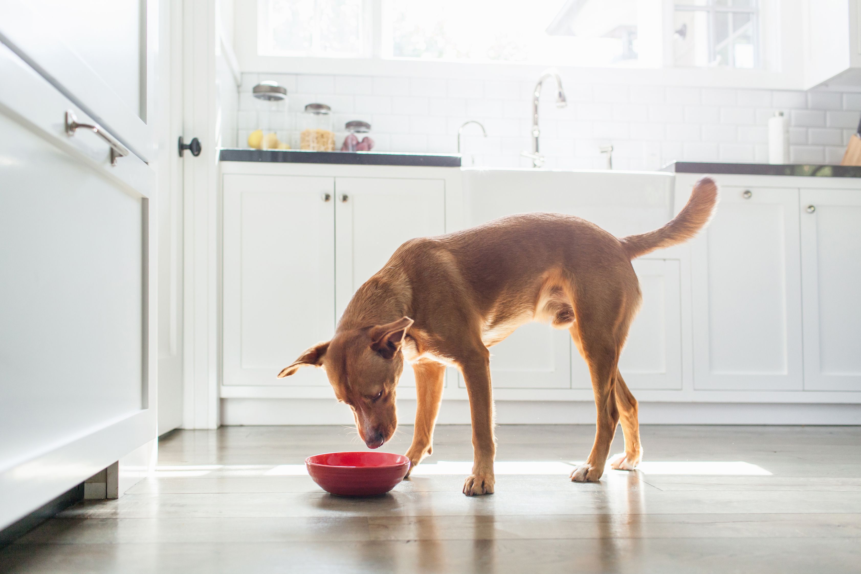 Kitchen dog sale