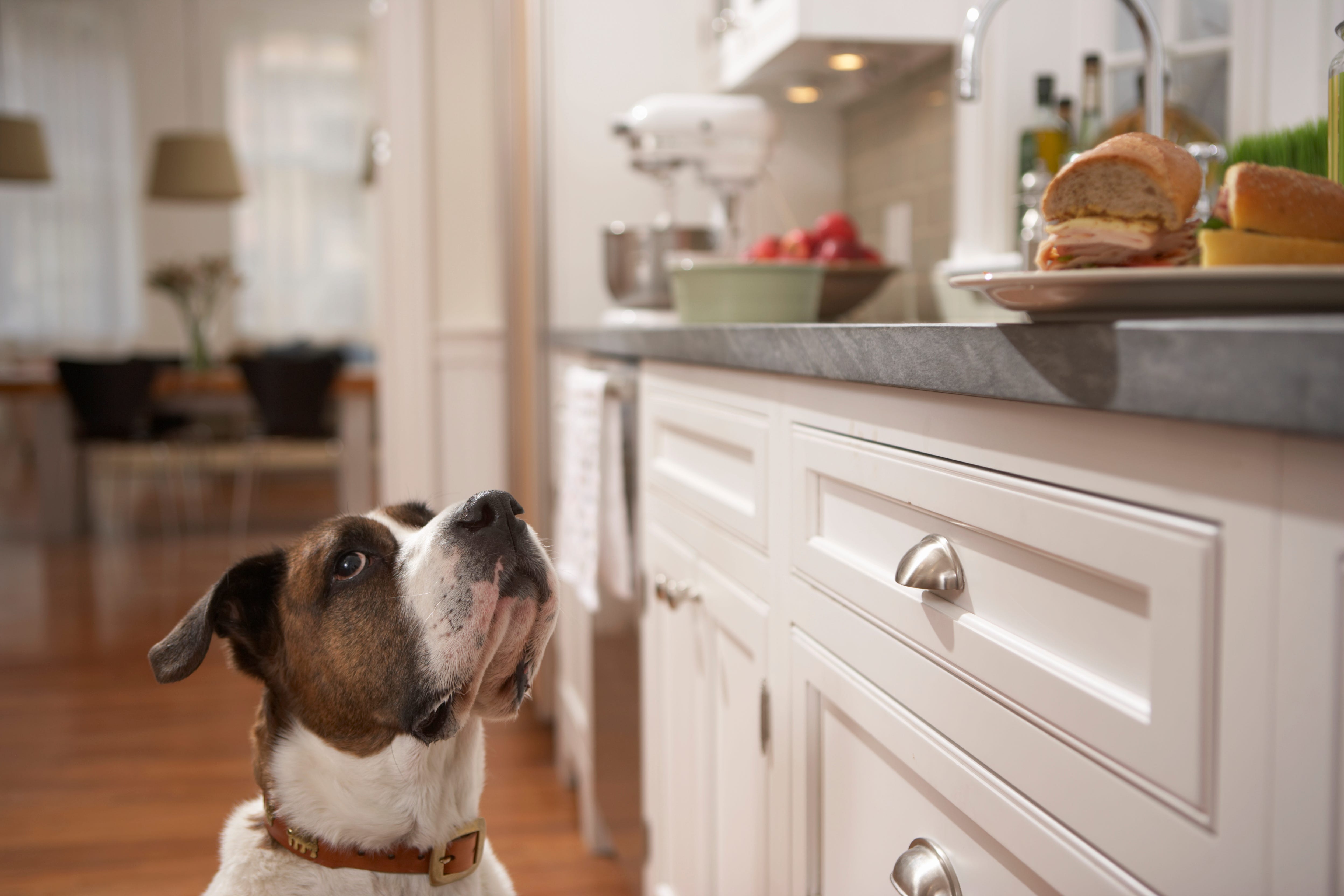 how do i dog proof my kitchen