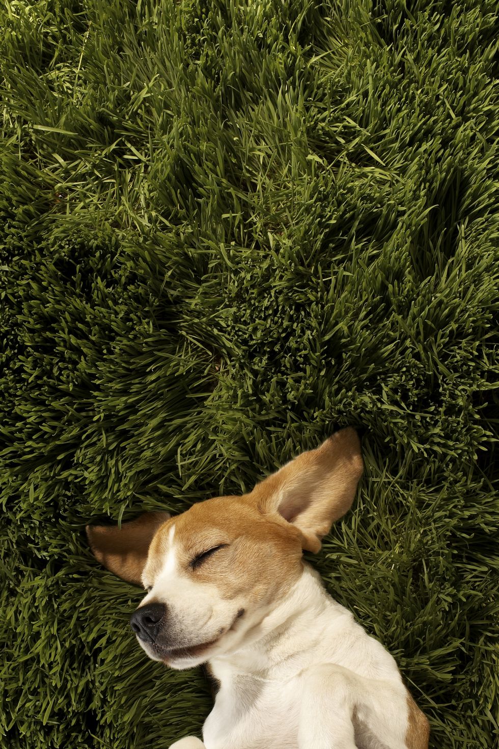 dog in lying in grass sleeping