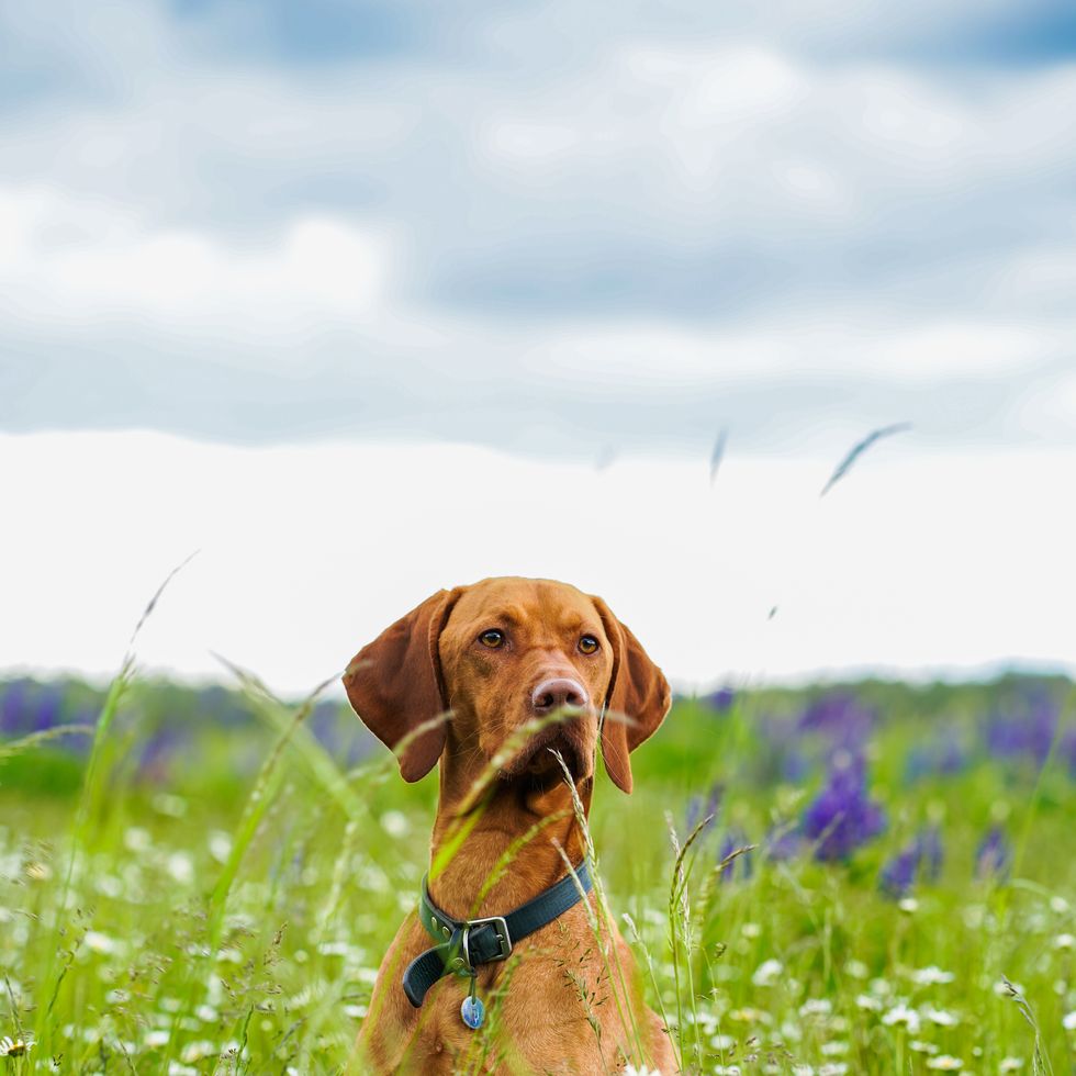 dog sitting in a meadow