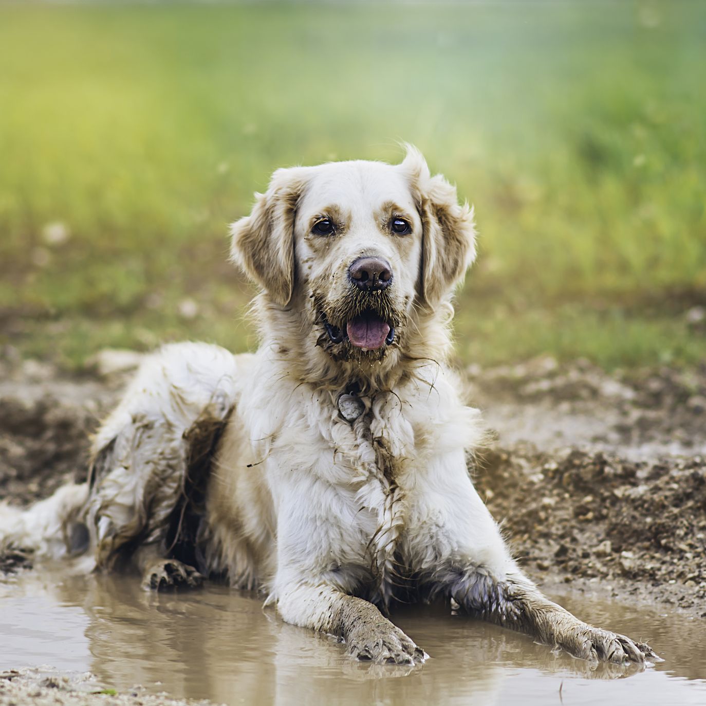 dog in muddy puddle