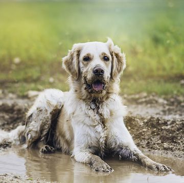 dog in muddy puddle
