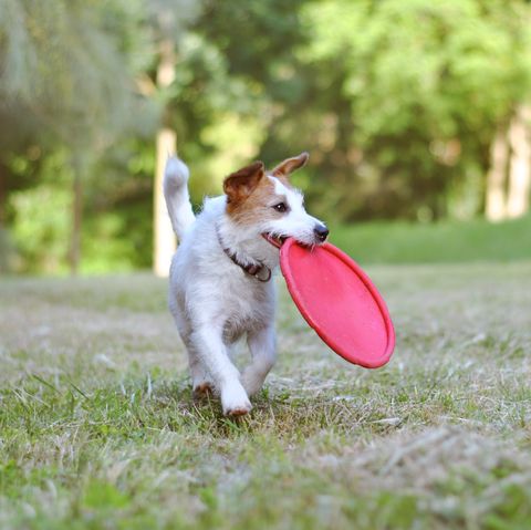 jack russell dog in park with frisbee