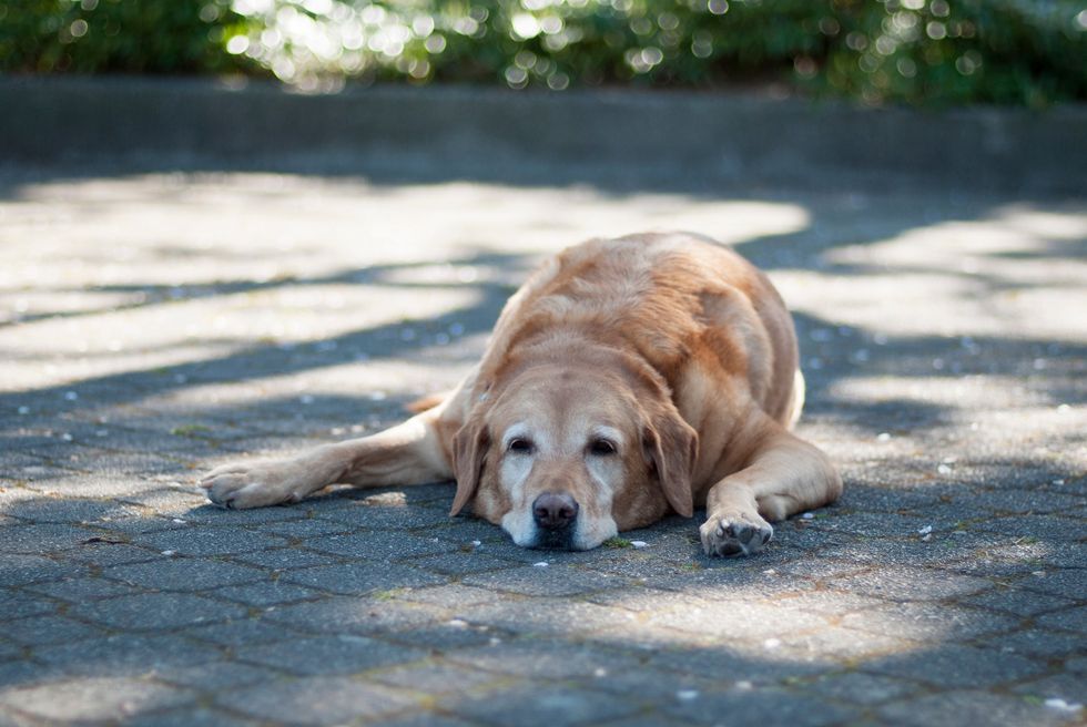 dog lying in the shade