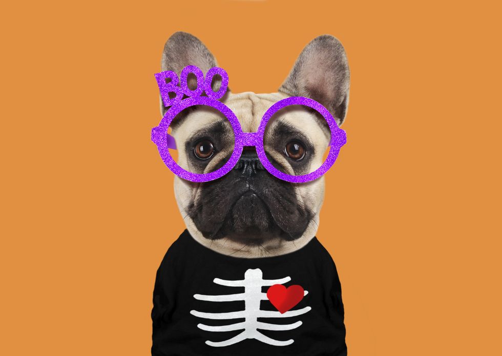 french bulldog in skeleton costume
