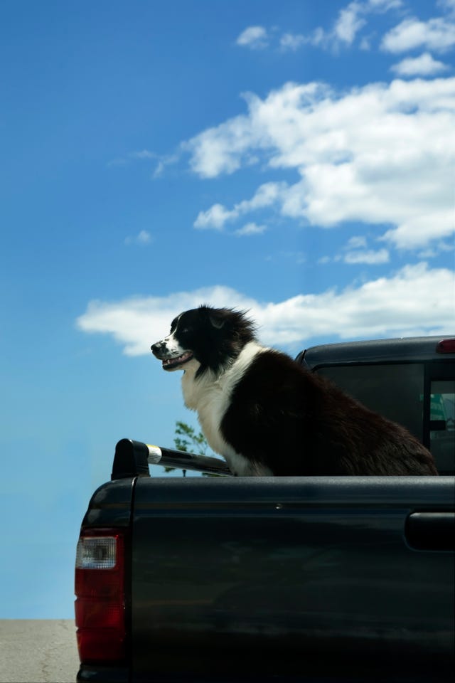 Dogs in the outlet back of pickup trucks