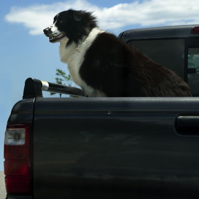 dog in the back of a pickup truck