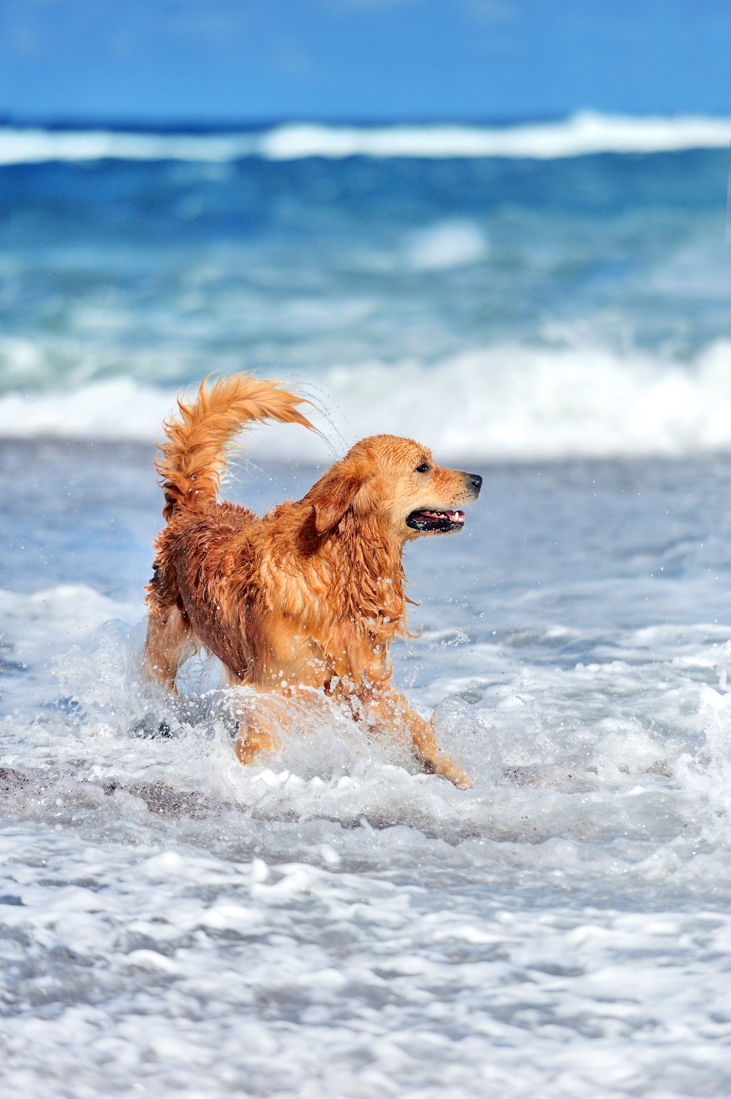 what happens if my dog drinks seawater