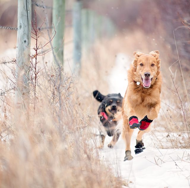 The best dog boots to protect your pet's paws 
