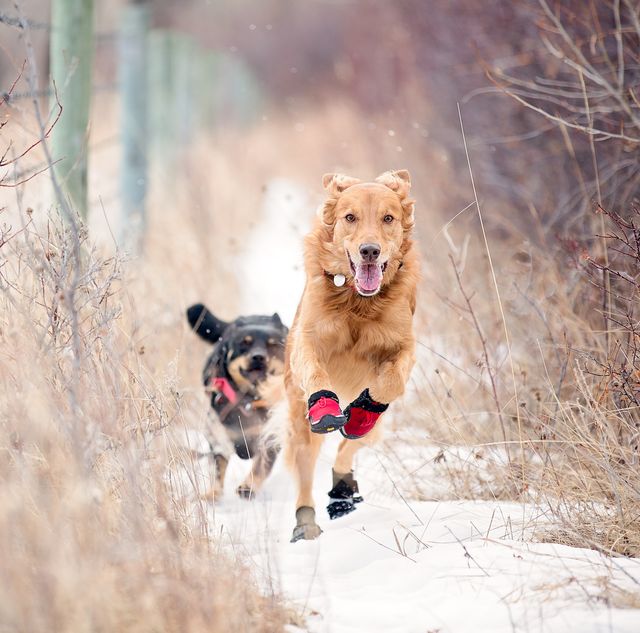 a golden retriever dog is wearing red boots and running in the winter along a fence line with a little black and tan dog close behind her