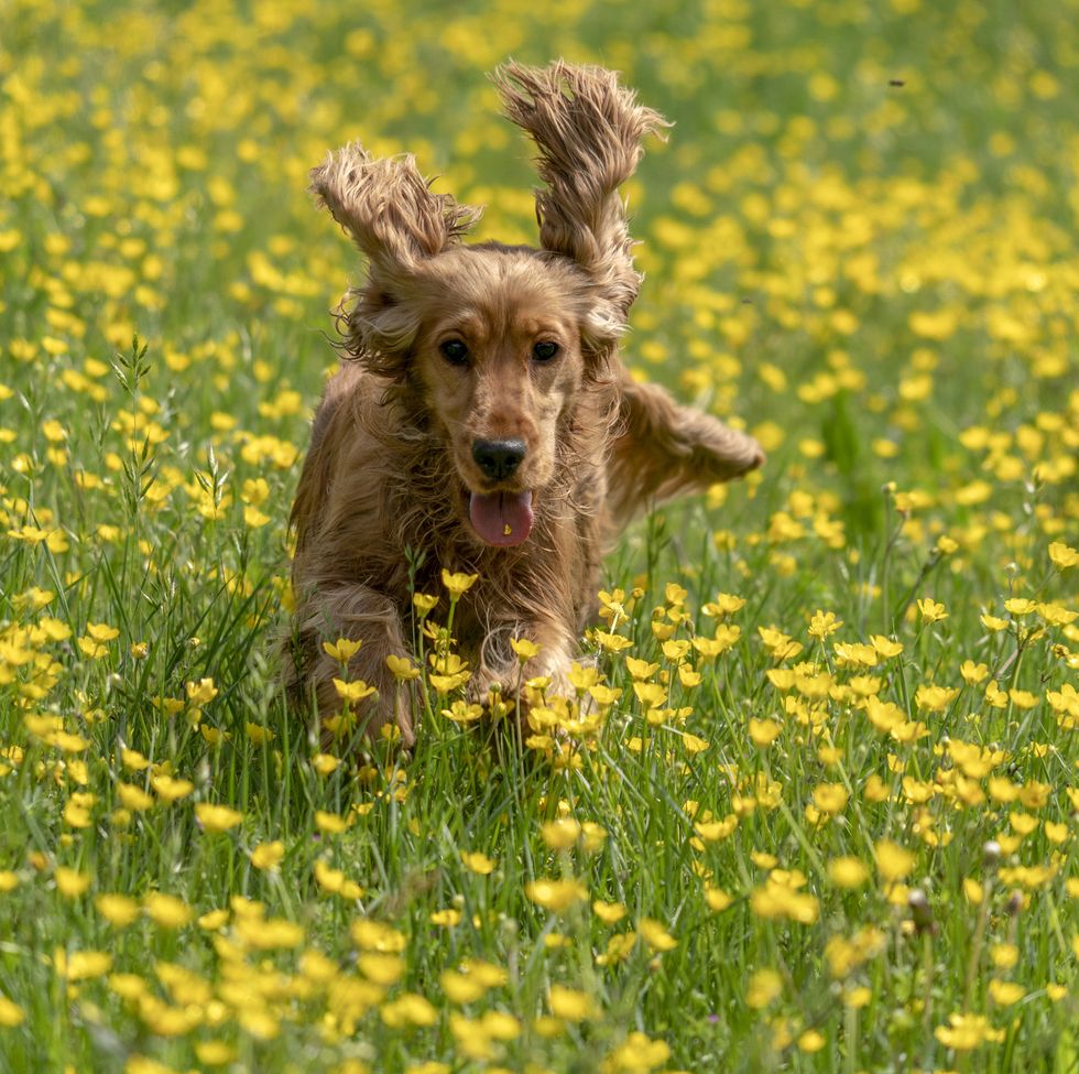happy cocker spaniel jumping on yellow spring daisy flowers