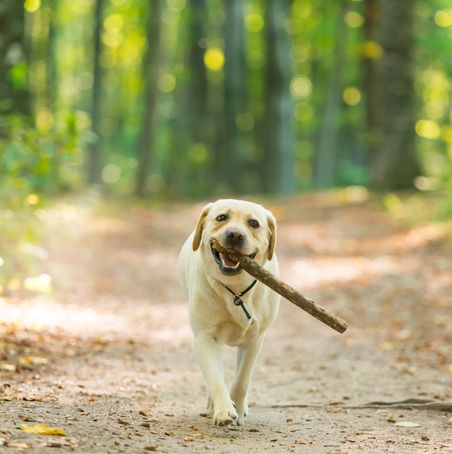 closeup image of a yeallow labrador retriever dog carrying a stick in forest