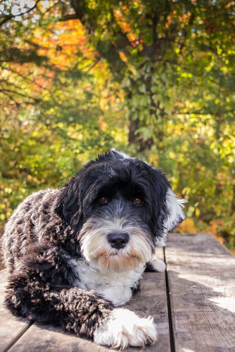 dogs that dont shed portuguese water dog