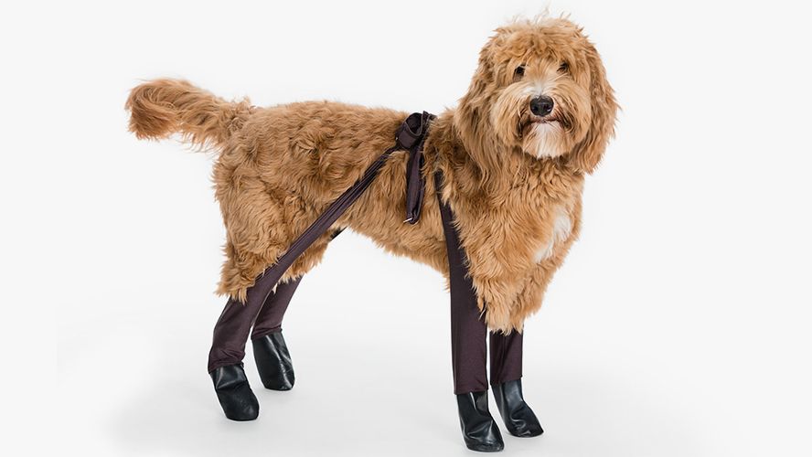 Your Pup Will Either Love or Hate You for These Dog Leggings