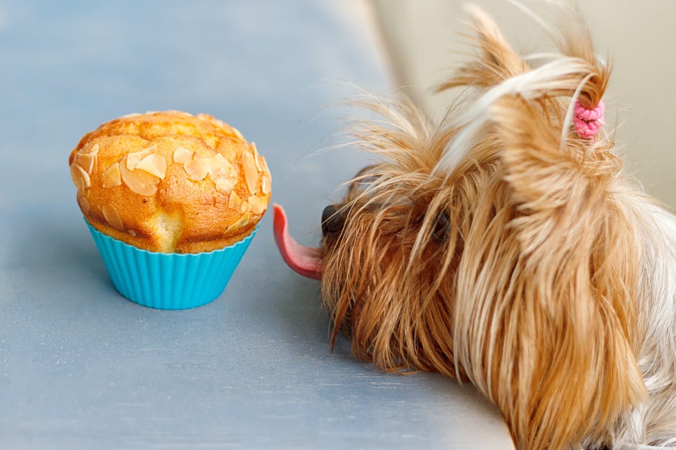 dog licking muffin