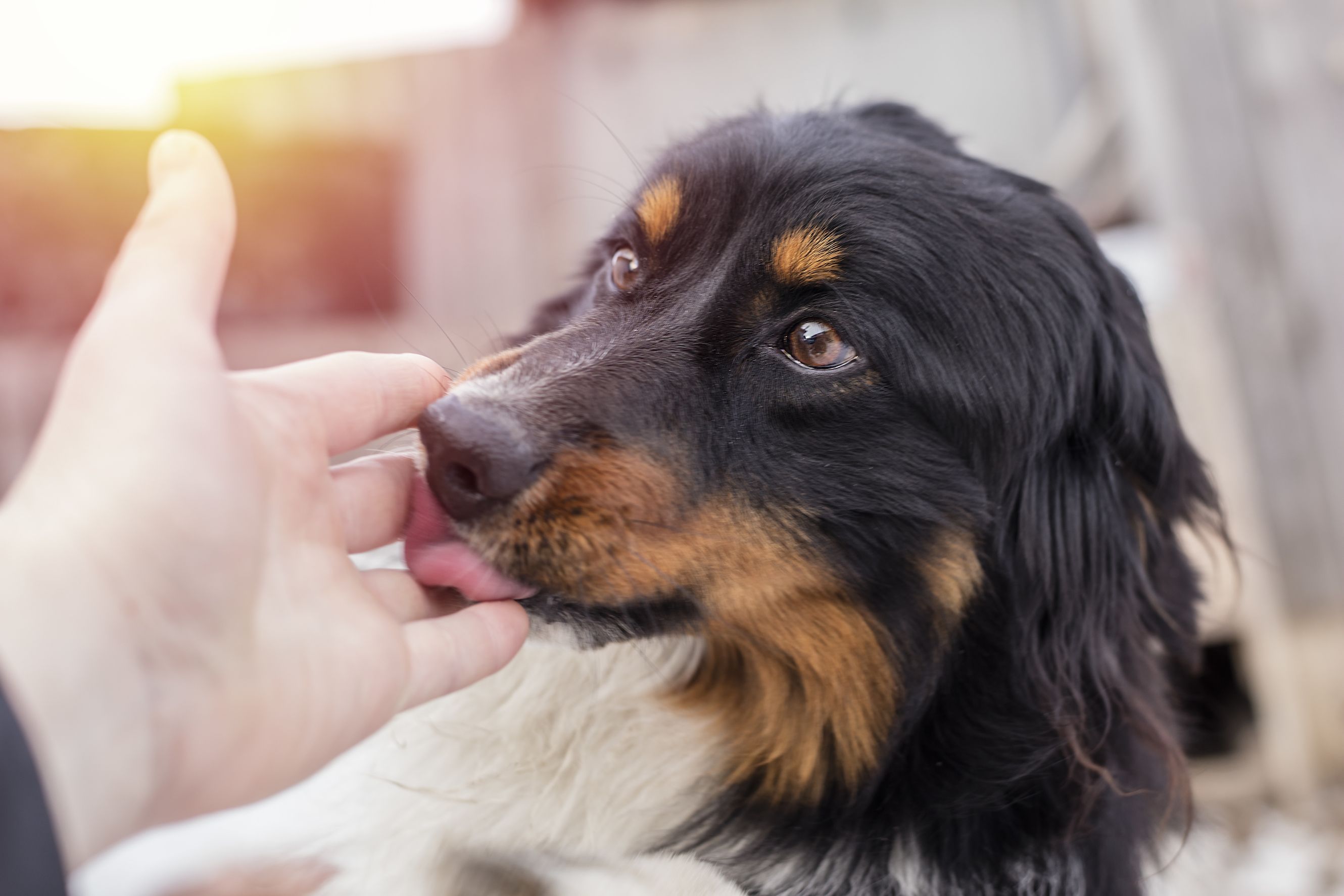 What does it mean when your dog licks your 2024 face