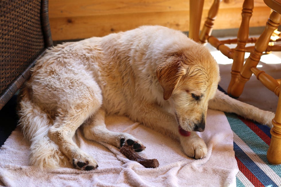 a 10 year old senior female golden retriever licks her paw dry after swimming