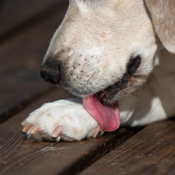 this image captures a detailed close up of a beagle dog intently grooming itself, with its tongue licking its paw the texture of the dogs tongue and the fine details of its mouth are emphasized, showcasing the natural behavior of this loving and gentle breed in a moment of self care and cleanliness the photograph offers a unique and intimate perspective of the everyday life of a canine companion