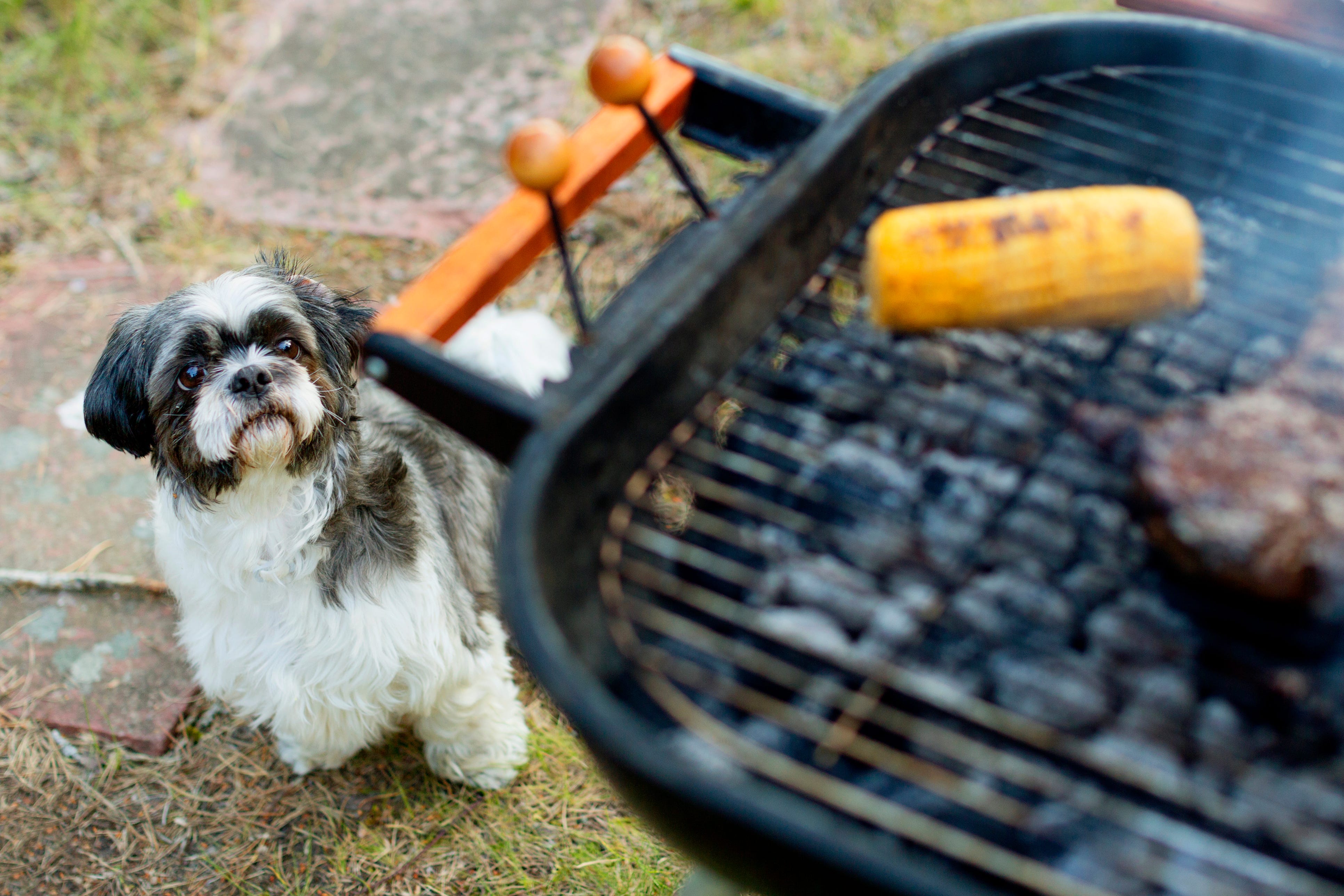 will corn cobs hurt dogs