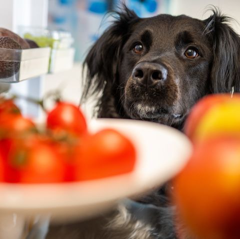 dog looking fruit in refrigerator