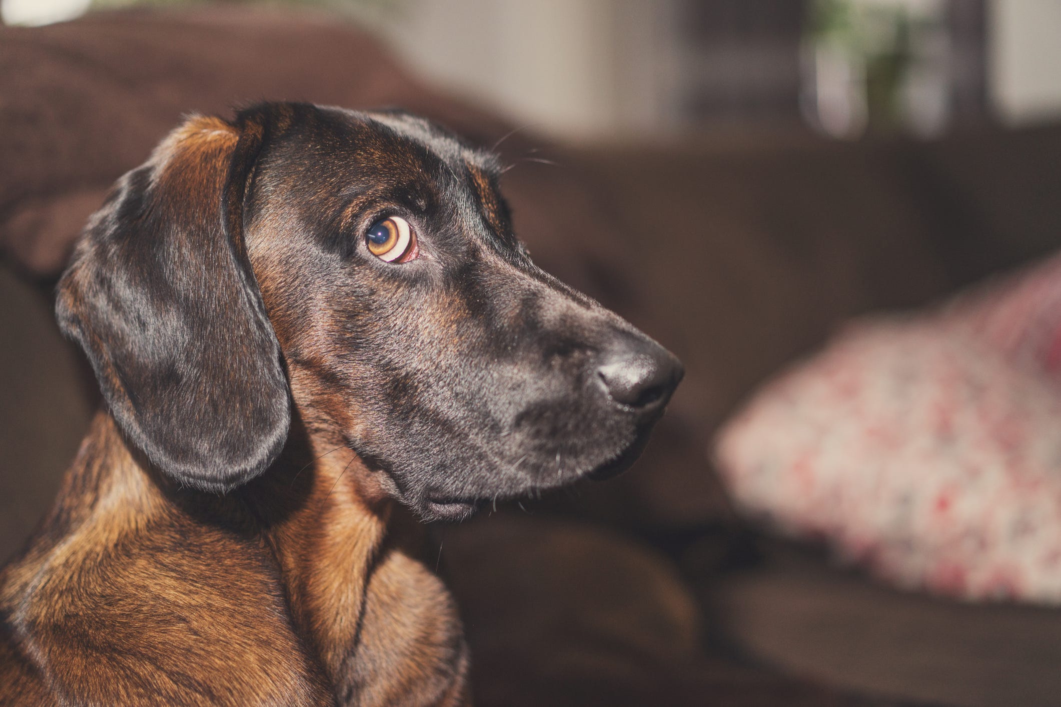 what happens if a dogs whiskers get burned