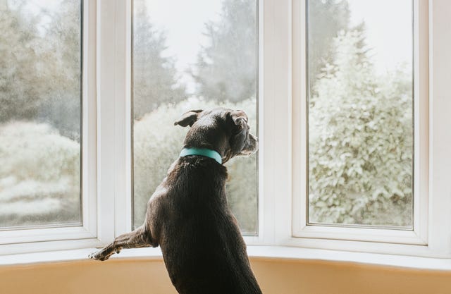 Dog Breeds Scared of Loud Thunder and Fireworks