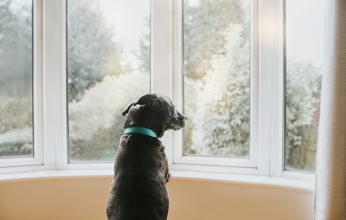 5 Ways to Teach Your Dog Not to React to The Doorbell or Knocks