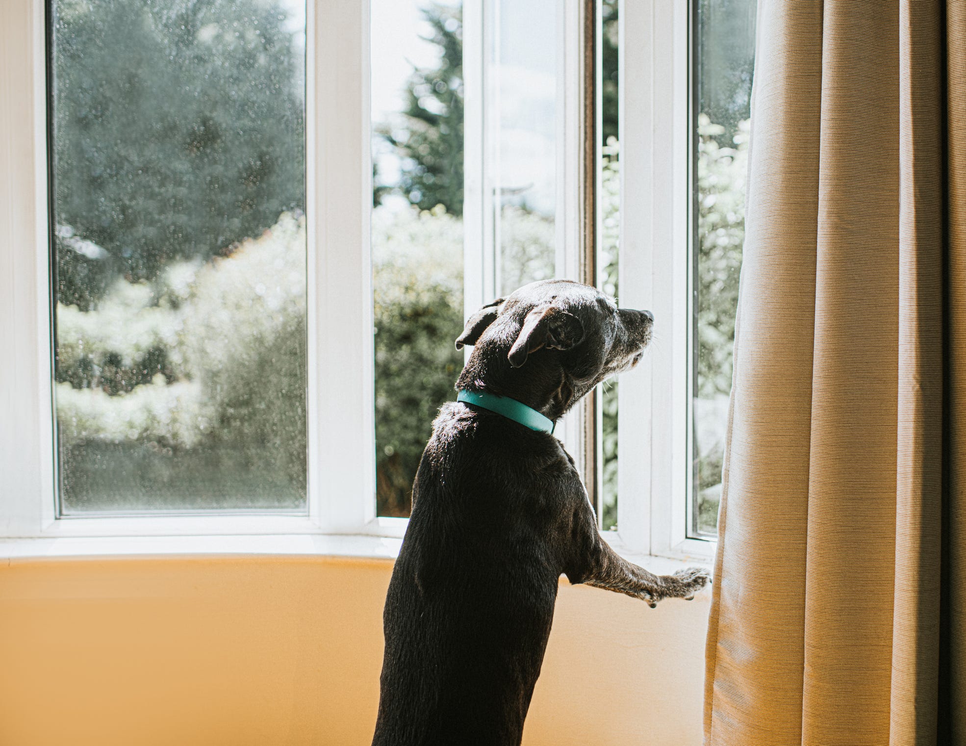 7 Everyday Habits That Will Make You a Better Dog Owner