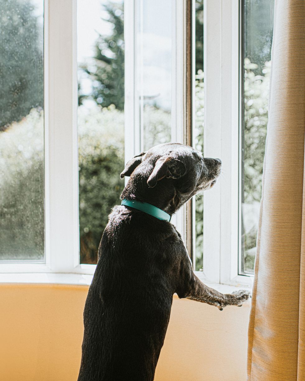dog looking out a window