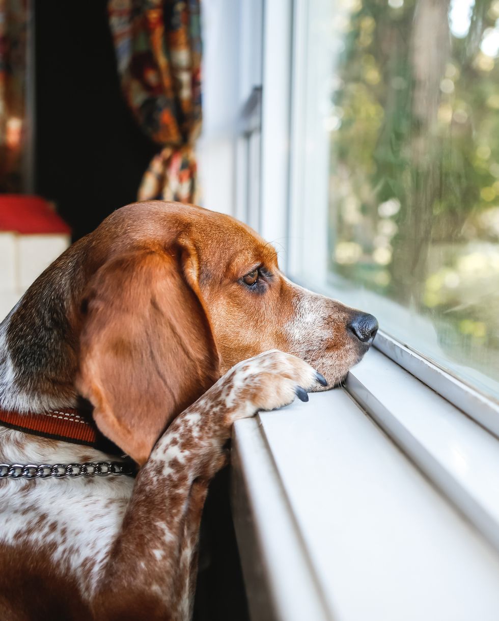 sad dog waiting to go outside, looking out window, resting face on window sill family pet conceptual image for sadness, depression, and patience