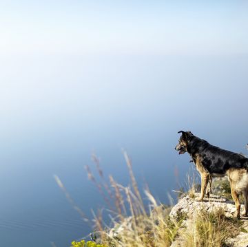 dog looking over cliff