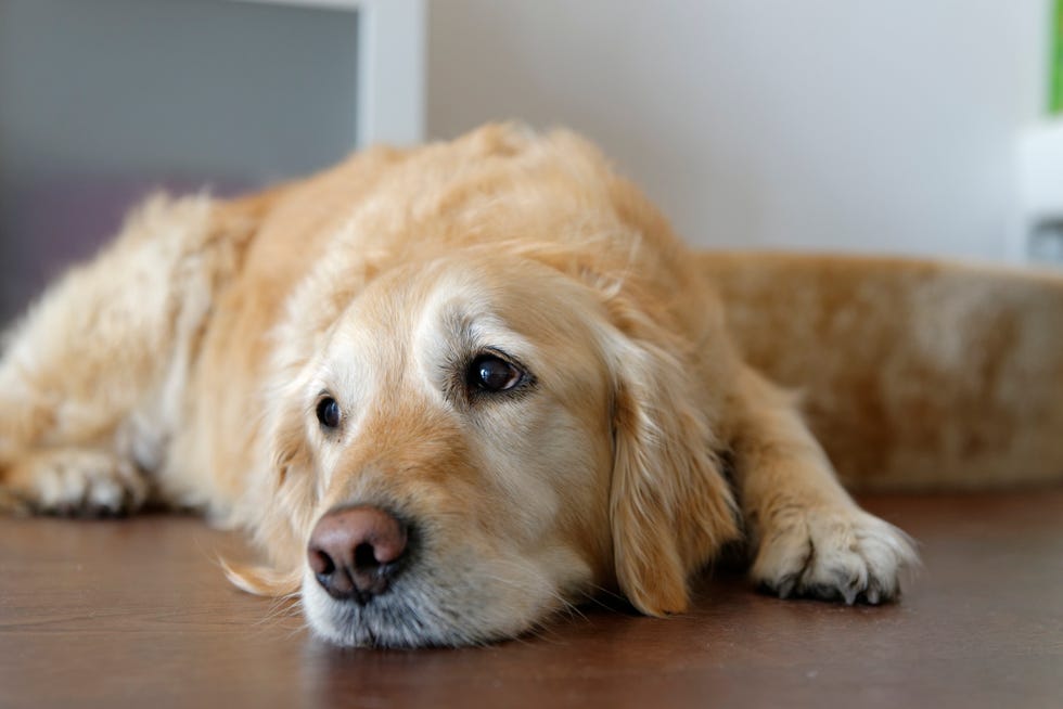 tired golden retriever lying on wooden floor