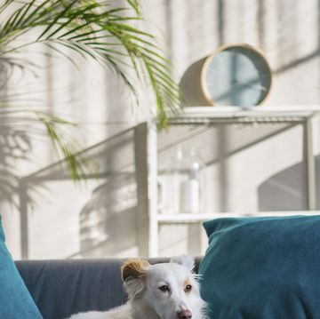 dog lying on a sofa in the living room